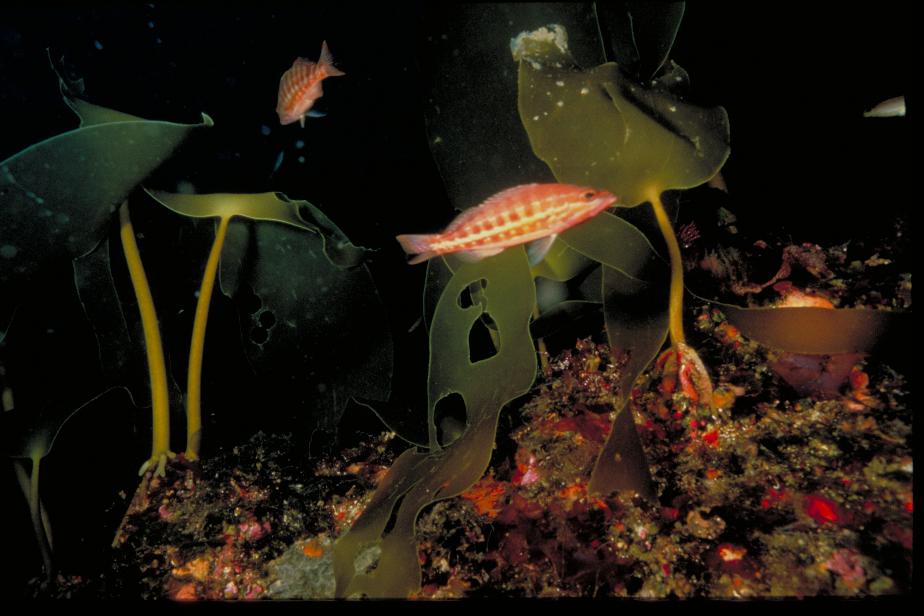 (C) Juan Carlos Calvin