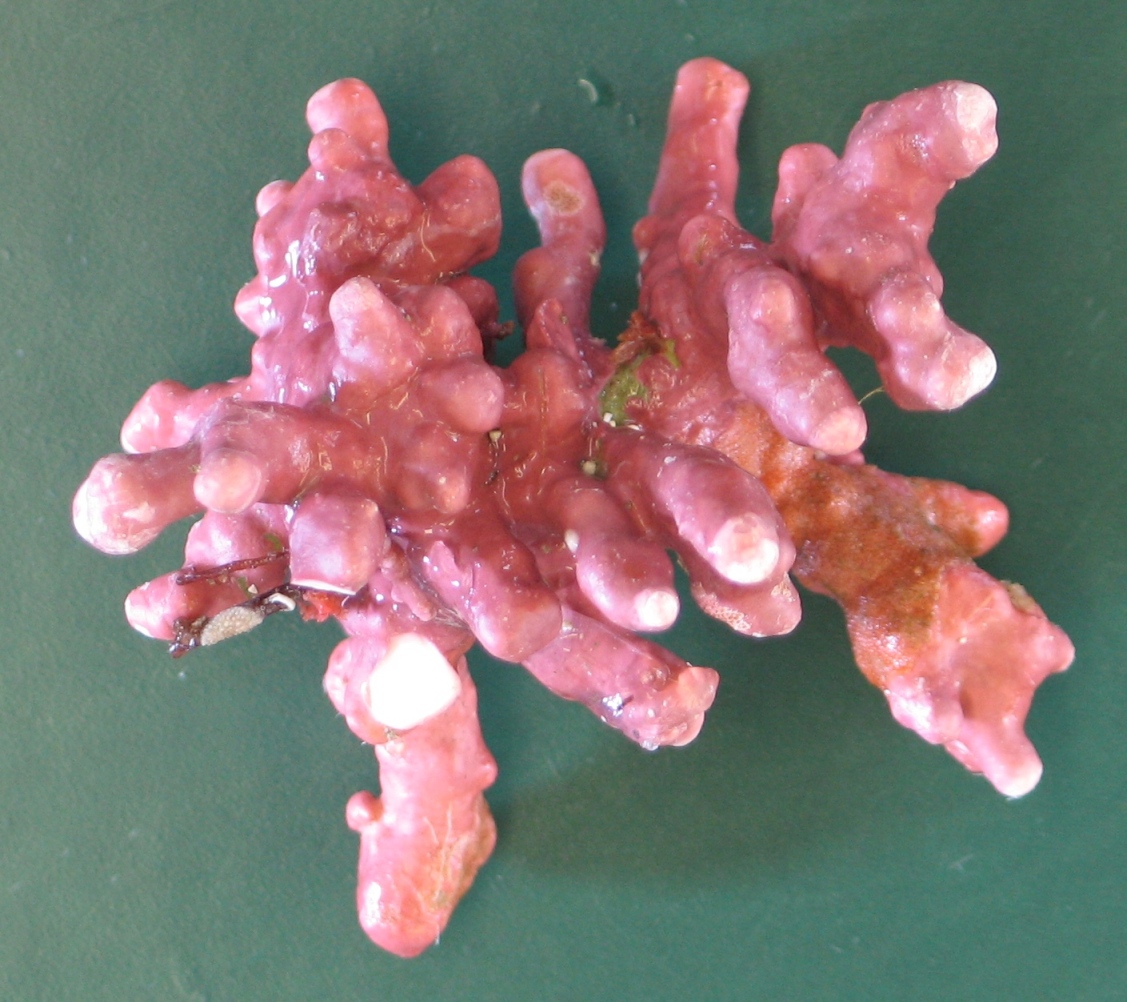 ALGA CALCAREA © IEO