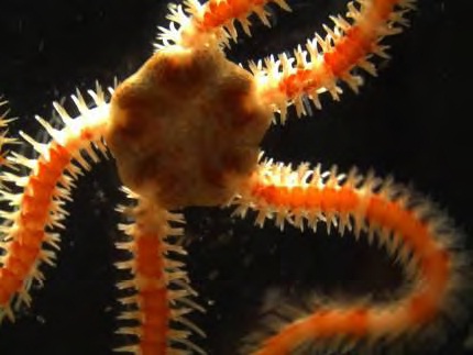 Amphiuridae indeterminado © IEO