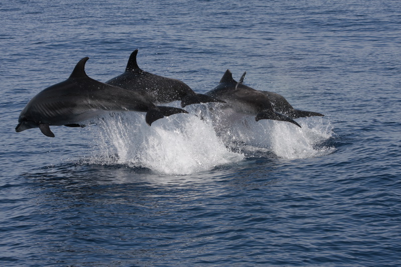 DELFINES MULARES © SECAC