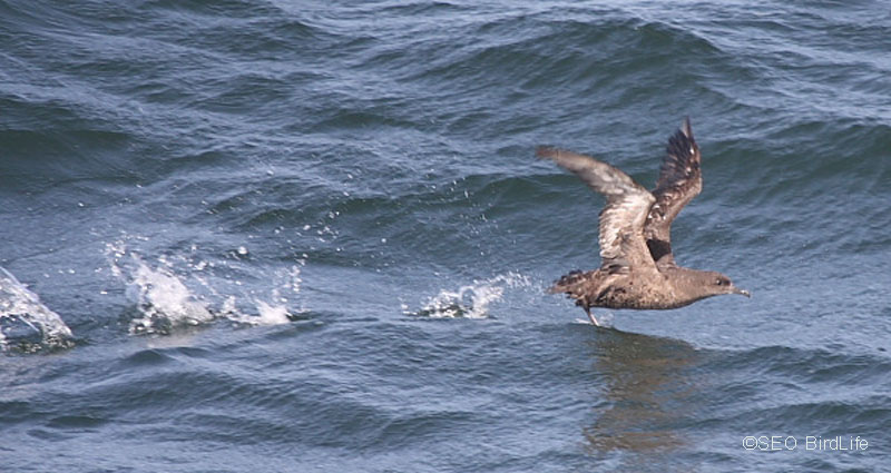 Sooty Shearwater (Puffinus griseus) ©B. Rodríguez/SEO BirdLife