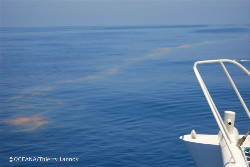 ©OCEANA/Thierry Lannoy