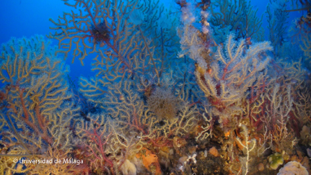 Los fondos rocosos de la plataforma de Alborán albergan organismos espectaculares, entre los que predominan esponjas y gorgonias. Foto: Universidad de Málaga.