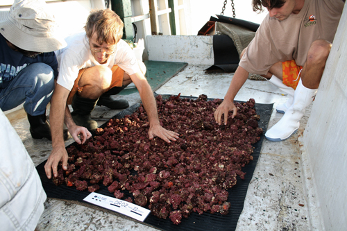 Extendiendo los rodolitos sobre la alfombra negra para la foto. Foto: Marta Pola