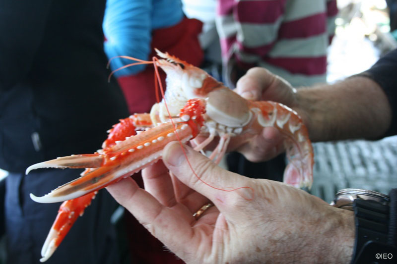 Ejemplar de cigala procedente del caladero del Laberinto ©IEO