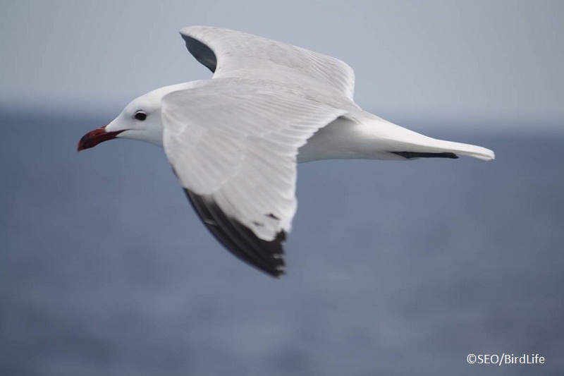 Gaviota de Audouin (Larus audouinii) ©SEO/BirdLife