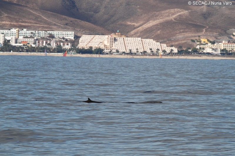 Zifios de Cuvier (Ziphius cavirostris) frente a Morro Jable ©SECAC