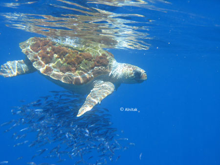 Efecto oasis de una tortuga boba en aguas del Seco de los Olivos © Alnitak