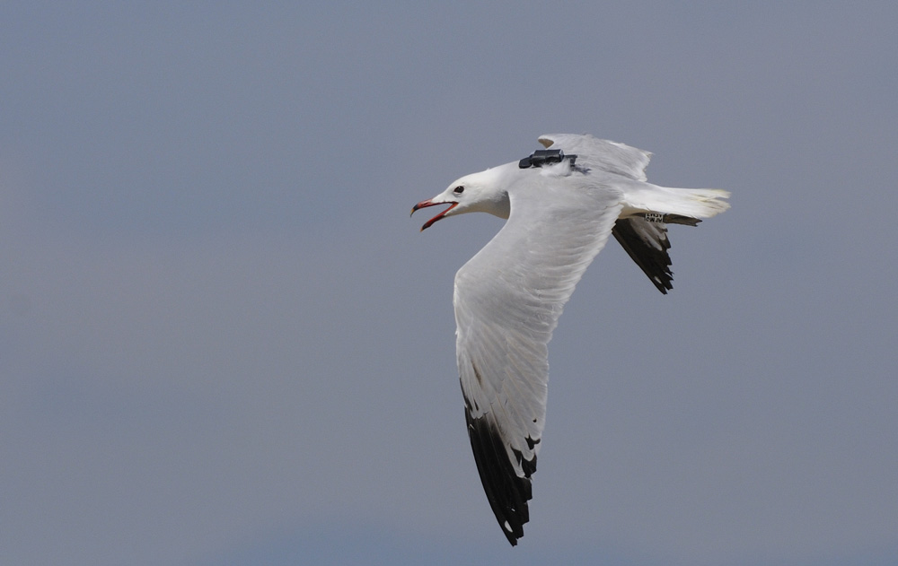 Gaviota de audouin con GPS © SEO/BirdLife Juan Becares