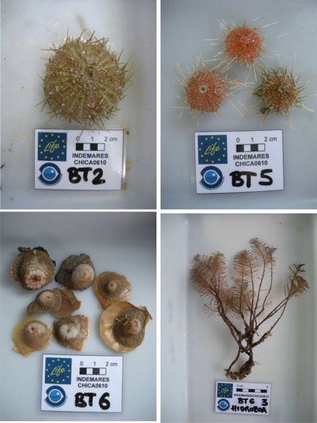 Different species taken from the beam trawl close to the Volcán de Fango Gazúl ©IEO