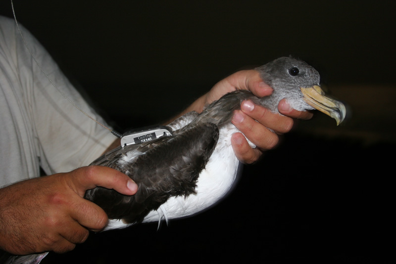 Marcaje PTT pardela cenicienta en Alegranza © SEO/BirdLIfe José Manuel Arcos