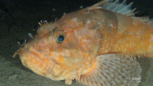 Seco de los Olivos Julio 2011 © OCEANA