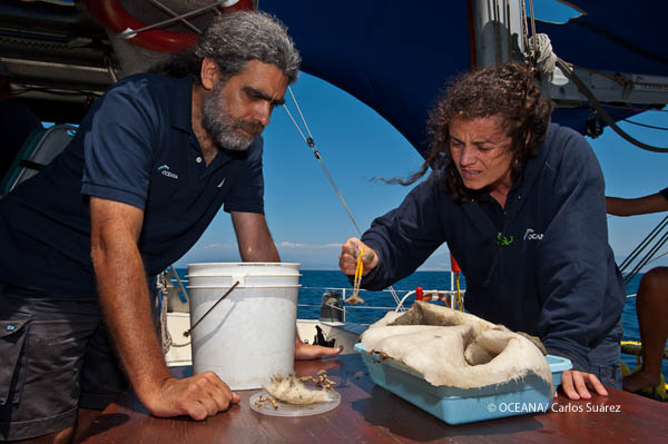 Seco de los Olivos Julio 2011 © OCEANA