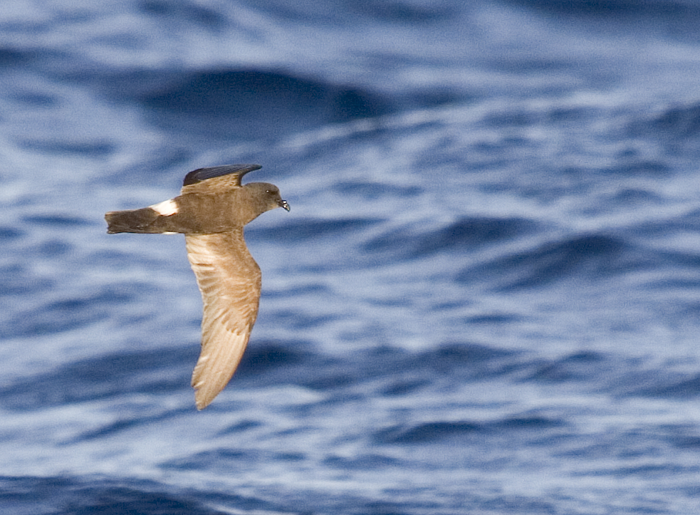 Paiño madeira © SEO/BirdLife J. M. Arcos