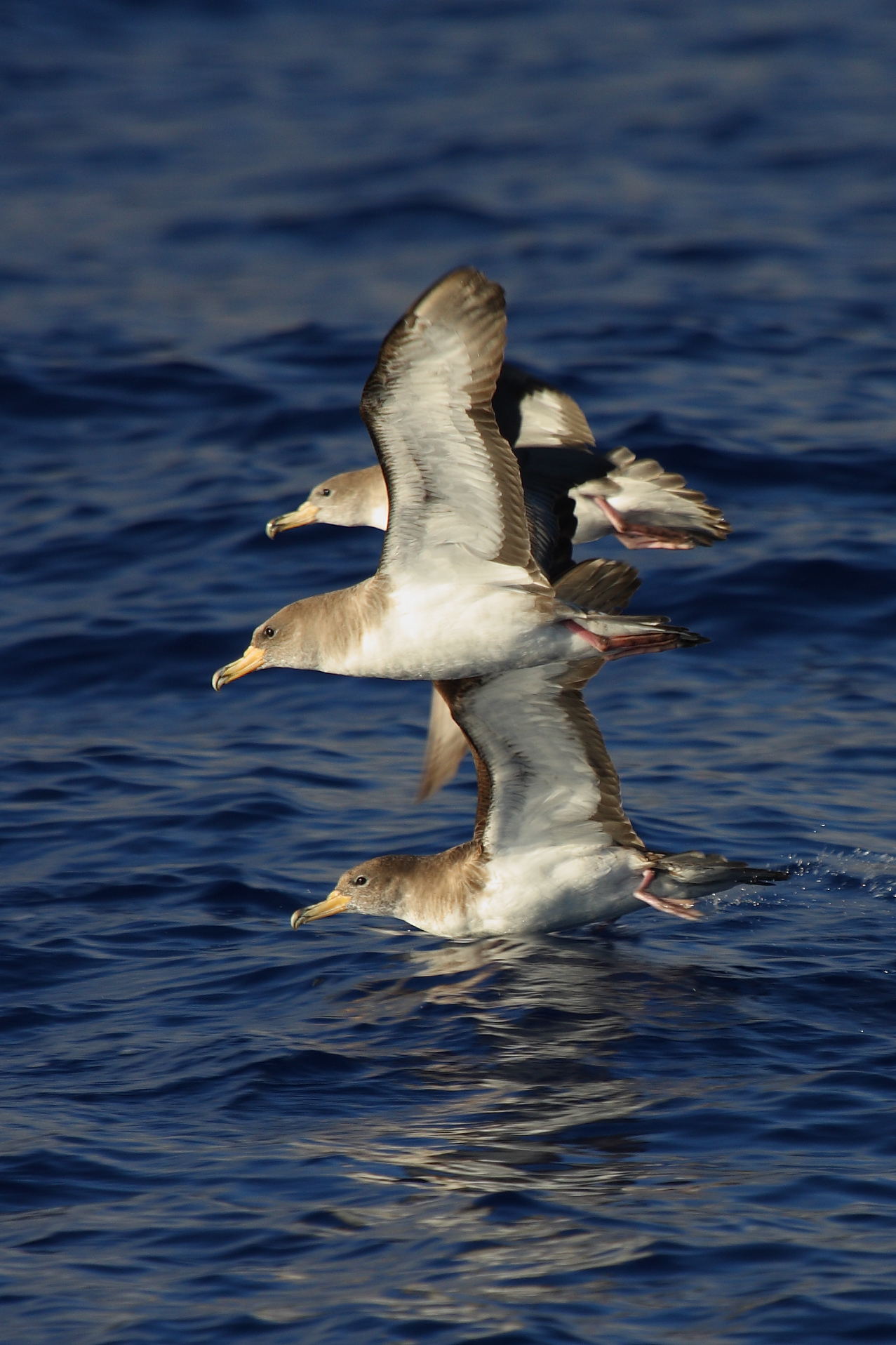 Pardela cenicienta © SEO/BirdLife - Beneharo Rodriguez