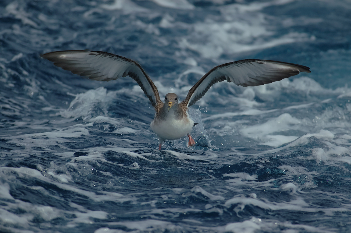 Pardela cenicienta © SEO/BirdLife Juan Becares 