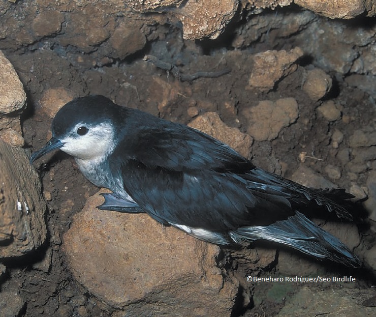 Pardela Chica © SEO/BirdLife Beneharo Rodríguez