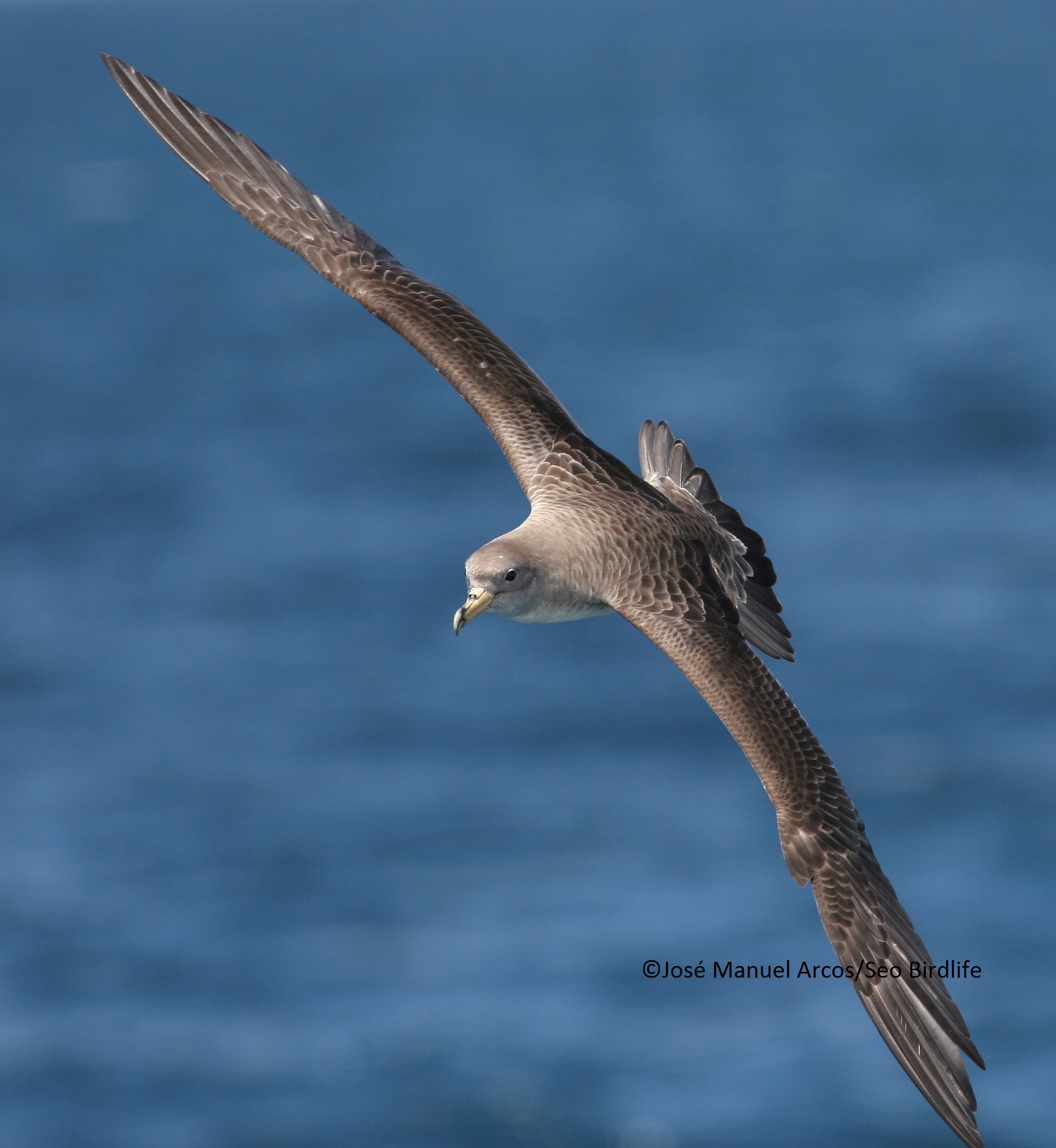 Pardela cenicienta (C) SEO/Jose María Arcos