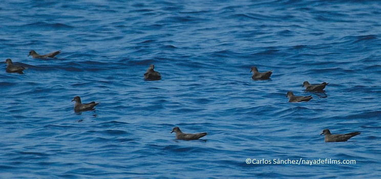 Petrel de Bulwer © SEO/BirdLife Carlos Sanchez