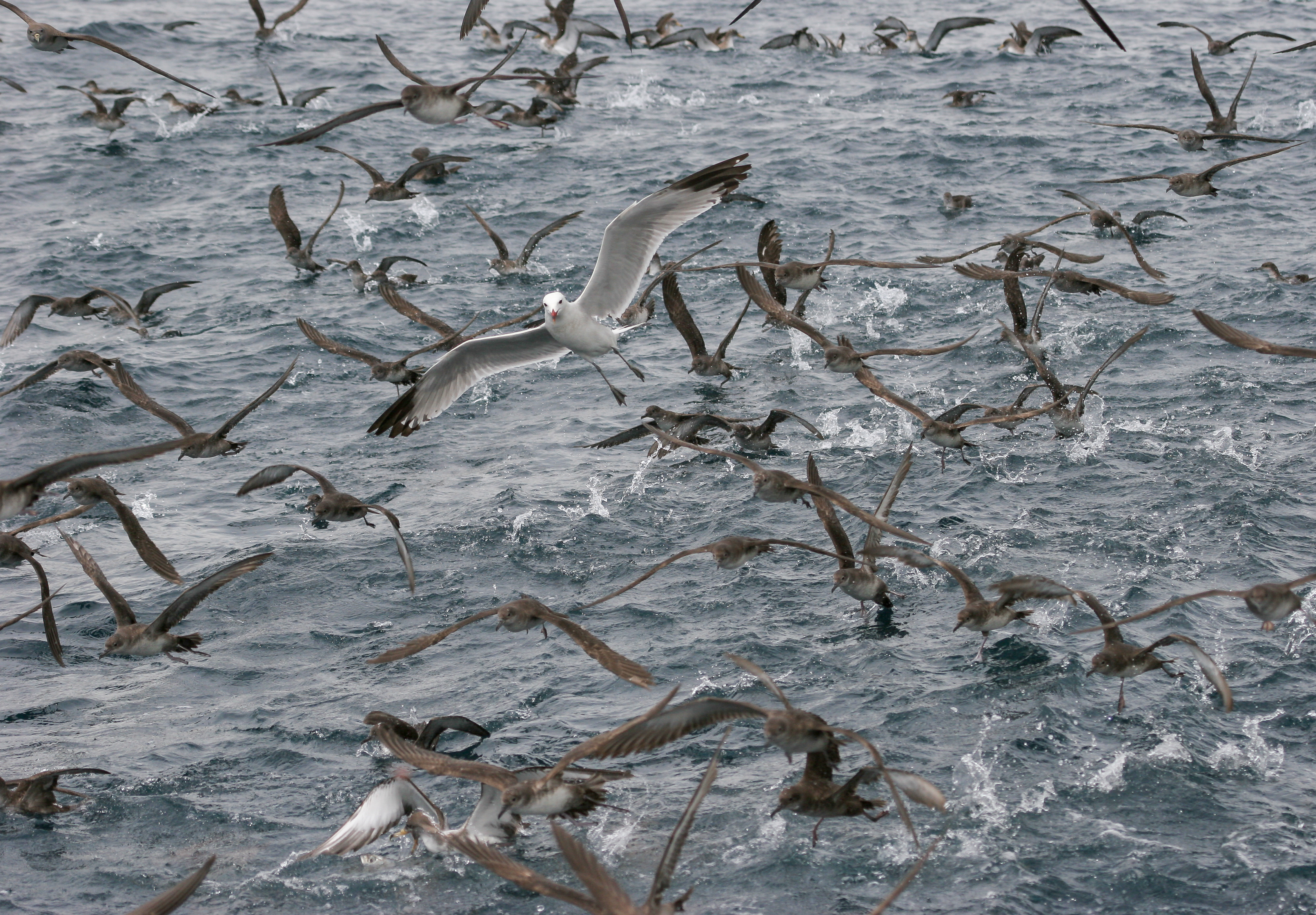 Puffinus mauretanicus y L. audouinii © SEO/BirdLife - J.M. Arcos