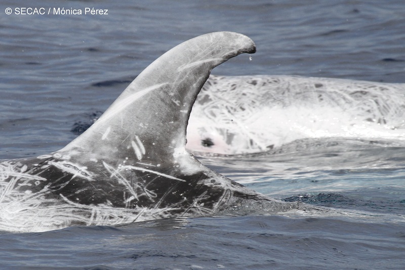 Aleta dorsal de un calderón gris adulto (Grampus griseus) ©SECAC