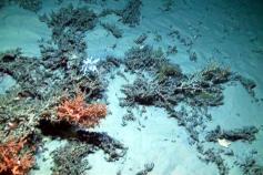 Arrecife de coral