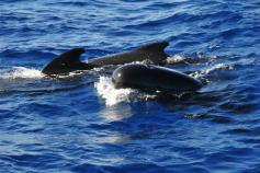 © OCEANA Carlos Minguell