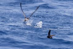 Hydrobates y P. mauretanicus © SEO/BirdLife - José Manual Arcos 