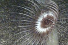 Cerianthus en fondos de cascajo (207 m) (C) INDEMARES Universidad de Málaga