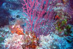 Coraligeno con gorgonias (c) UB-David Diaz