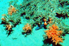 Fondos de la meseta del Banco cubiertos de arena los que apaerce colonias de (Lophelia pertusa) © IEO