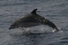 Delfín mular / Bottlenose dolphin (Tursiops truncatus) ©ALNITAK
