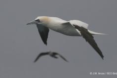 Alcatraz atlántico (Morus bassanus). J.M.Arcos ©SEO/BirdLife