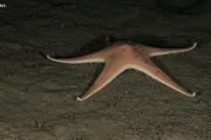 Astropecten sp. ©OCEANA