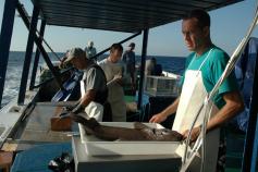 Muestreo de la captura del palangre / Sampling the  vertical longline catch ©Sebastián Jiménez Navarro/IEO/INFUECO 1009