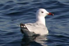 Gaviota de audouin / Audouin´s gull (Larus audouinii) ©ALNITAK
