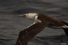Alcatraz (Morus bassanus) ©CEMMA