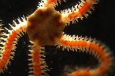 (Amphiuridae) undetermined ©IEO