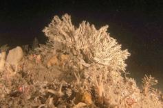 Concreciones calcáreas en la plataforma a 100 metros de profundidad formadas por poliquetos del género Salmacina / Calcareous concretions made of polychaetes (genus Salmacina) in the platform at 100 mt depth ©ICM-CSIC