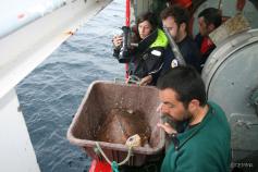 Liberando la torutuga boba catalogada como Basteira 01-2010 ©CEMMA
