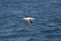 Alcatraz / Gannet (Morus bassanus) ©CEMMA