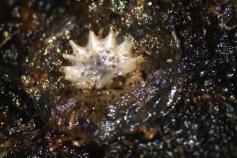 (Briozoa) undetermined ©IEO