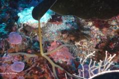 Los fondos de la plataforma de Alborán están cubiertos por rodolitos (concreciones formadas por algas calcáreas, de color morado); en algunas zonas hay algas laminariales sujetas a los rodolitos (el alga de gran porte que se aprecia arriba en la fotografí