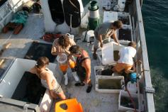 Después de la llegada del lance, hay una actividad frenética en cubierta para tamizar el sedimento y separar la fauna y flora. La manguera roja es la del famoso “caballo”. Foto: Marta Pola
