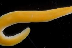 Los nemertinos son especialmente abundantes en los fondos de rodolitos; la especie más abundante recogida ha sido (Paradrepanophorus crassus), de vistoso color  naranja y que llega a alcanzar los 20 cm de longitud. Uno de los ejemplares realizó su puesta 