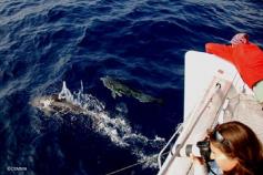 CEMMA team videotaping and taking pictures during several sightings ©CEMMA