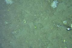 Imagen de la cumbre de Gazul en la que se observan gorgonias y corales negros © IEO