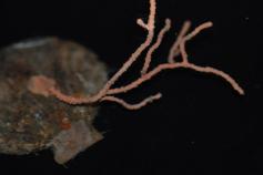 Las pequeñas colonias de gorgonias se asientan sobre cualquier sustrato duro que se encuentre en el sedimento como esta concha de bivalvo / The small gorgonians colonies can be settled over any hard substrate located in the sediment, as for example on thi