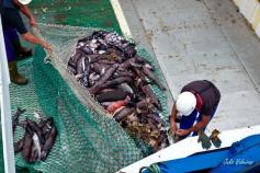 Captura del GOC, dominada por peces del género Alepocephalus y erizos de lápices (Cidaris)
