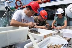 La Dra. López junto al Dr. Rueda y el Licenciado González, proceden a la separación de las clases granulométricas mediante el uso de tamices en húmedo para, de este modo, conservar la fauna separada en formol ©IEO